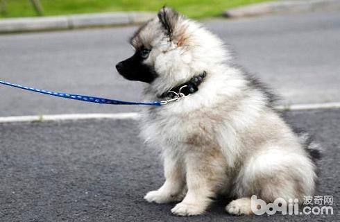 荷兰毛狮犬好养吗