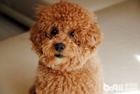 没体臭不掉毛不吵的狗