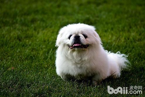 京巴犬为什么没人养了