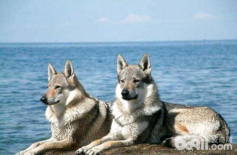 捷克狼犬.jpg
