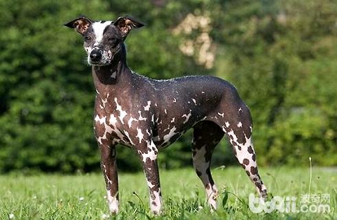 秘鲁印加兰花犬.jpg