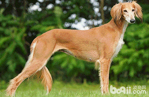 萨路基猎犬.gif