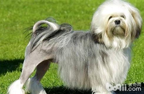 罗秦犬.jpg