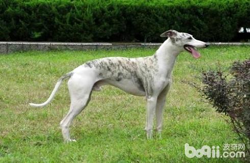 惠比特犬好养吗