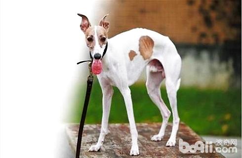 惠比特犬好养吗