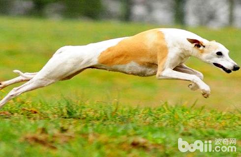 惠比特犬好养吗