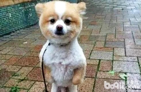 狗剪毛后不开心