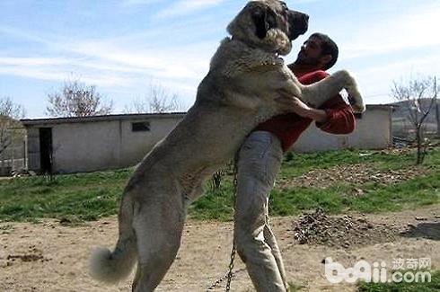 坎高犬和罗威纳谁厉害