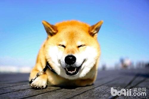 柴犬价格