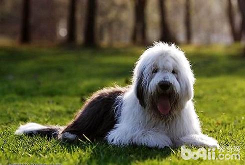 古牧犬掉毛吗？
