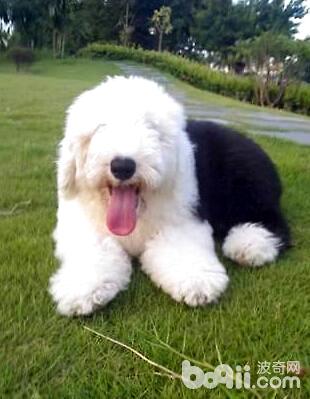 古牧犬掉毛吗