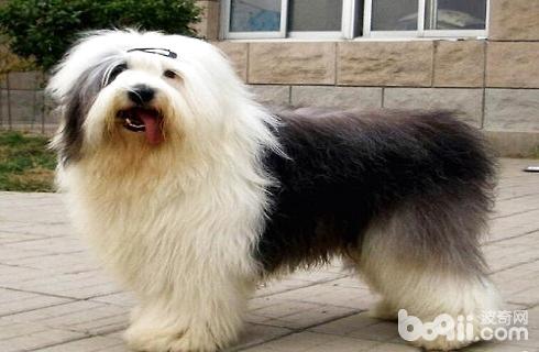 古牧犬掉毛吗？