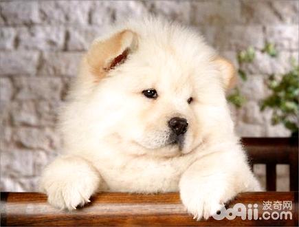 狗狗口水多怎么治疗？