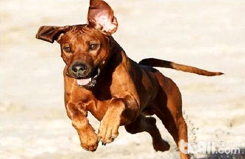 罗得西亚脊背犬怎么样
