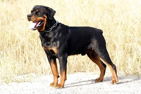 养罗威纳犬要注意哪些