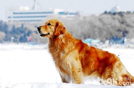 大家养的金毛犬有长毛的吗？