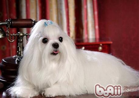 马尔济斯犬多少钱一只？