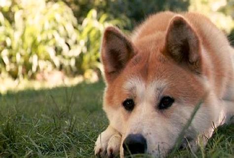 秋田和柴犬的差异在哪里， 怎么差异？