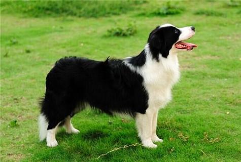  边境牧羊犬——合适新手养殖的宠物