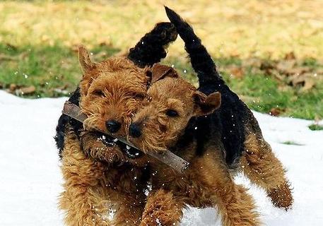 威尔士柯基犬价格是怎样定出来的？