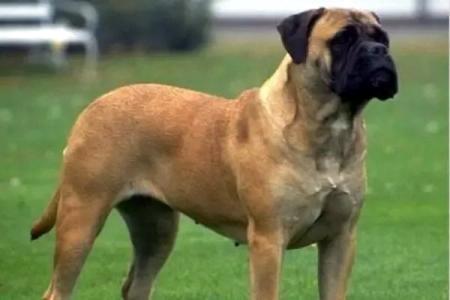 “体型最大的狗排行榜”排名前三的是哪些犬种？