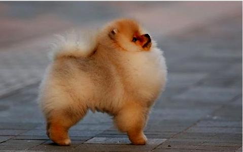 还不知道泰迪犬多少钱一只？泰迪犬价格都在这儿了!