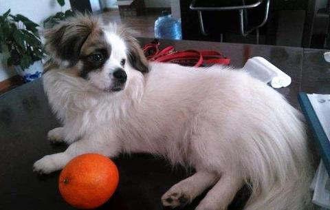 蝴蝶犬多少钱一只？契合你的心思价位吗？ 