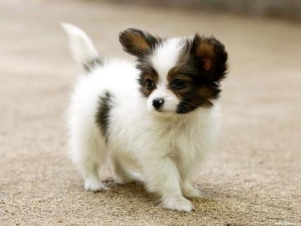 蝴蝶犬多少钱一只？契合你的心思价位吗？ 