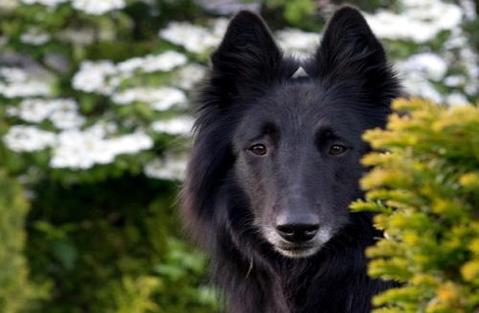 边境牧羊犬怎样养?需求留意这几点 
