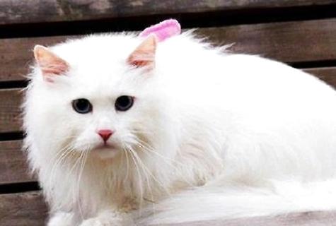 养猫和养狗的差异有哪些？