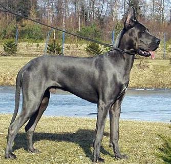 你知道巨型贵宾犬多少钱一只吗？ 