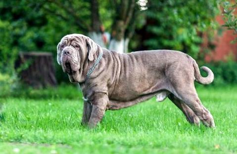 意大利纽波利顿犬多少钱一只？好养吗？ 