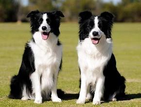 边境牧羊犬好养吗？养殖体会怎么？ 