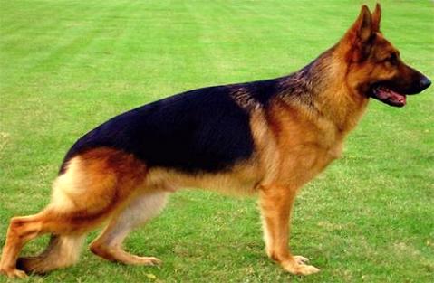 德国的牧羊犬