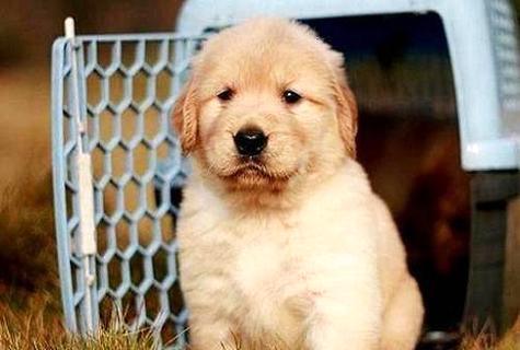 咱们知道一只金毛幼犬多少钱吗？  