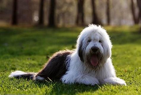古牧犬多少钱一只？最新古牧价格炽热出炉！