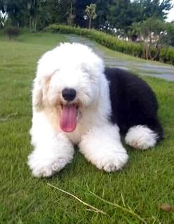 古牧犬多少钱一只？最新古牧价格炽热出炉！