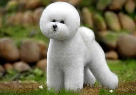 给狗狗打狂犬疫苗有什么样的副作用呢？