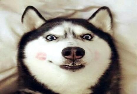 你知道心爱的雪橇三傻狗中四疯吗？ 