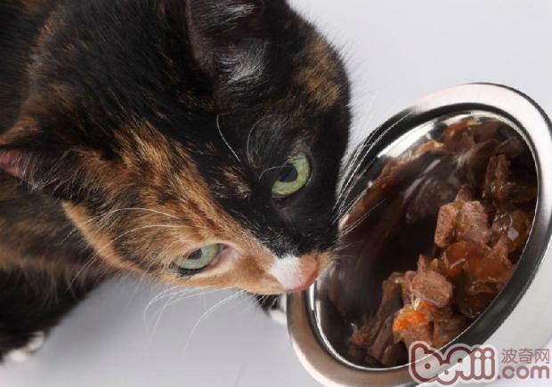 猫咪用具需求常常消毒清洁