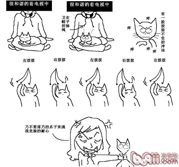 猫咪行为图解:养过猫的都懂 