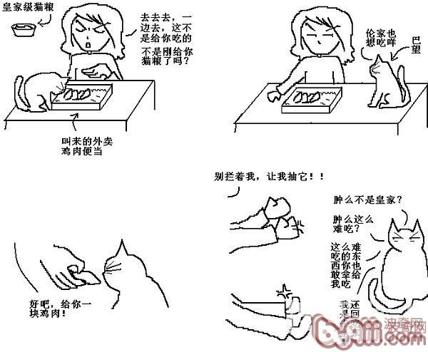 猫咪行为图解:养过猫的都懂 