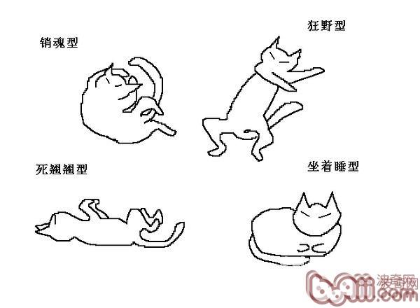 猫咪行为图解:养过猫的都懂 