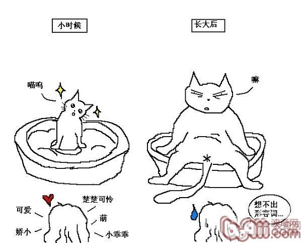 猫咪行为图解:养过猫的都懂 