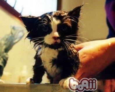 打疫苗前是否能够给猫咪洗澡