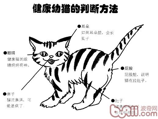 让你与爱猫零距离接触