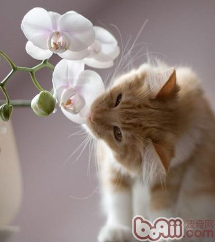 猫咪弥补维生素可亮丽毛色