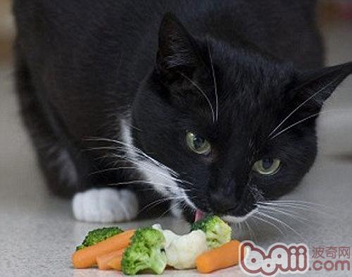 猫可不能够吃生果