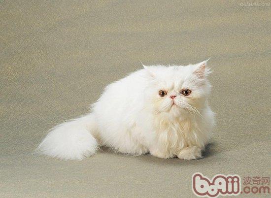 让波斯猫毛发愈加健康的办法 