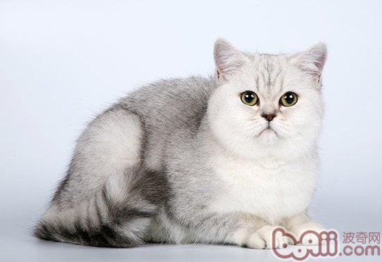 猫猫换毛时节四大应对方针